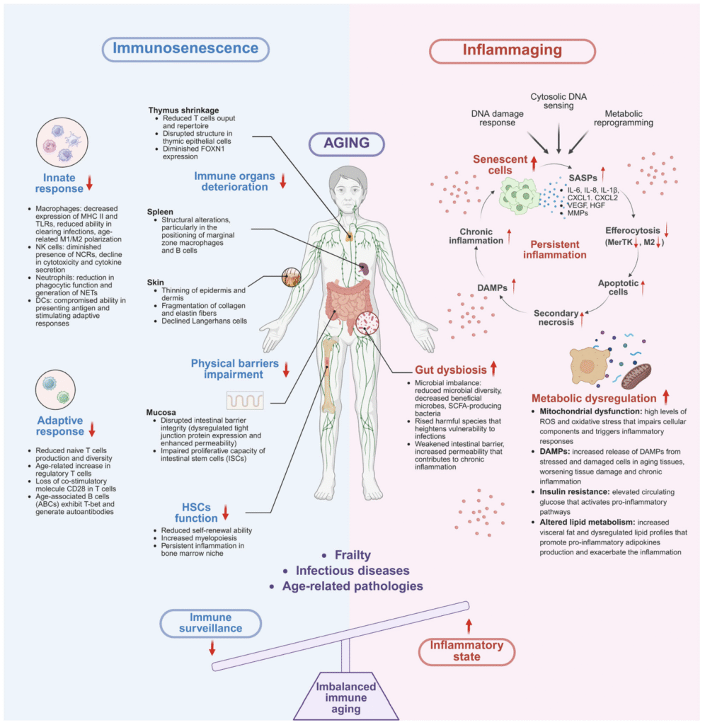 Diagram showing immunosenescence and inflammaging in aging, highlighting immune system decline, chronic cellular inflammation, and their relation to aging and the immune system. 
