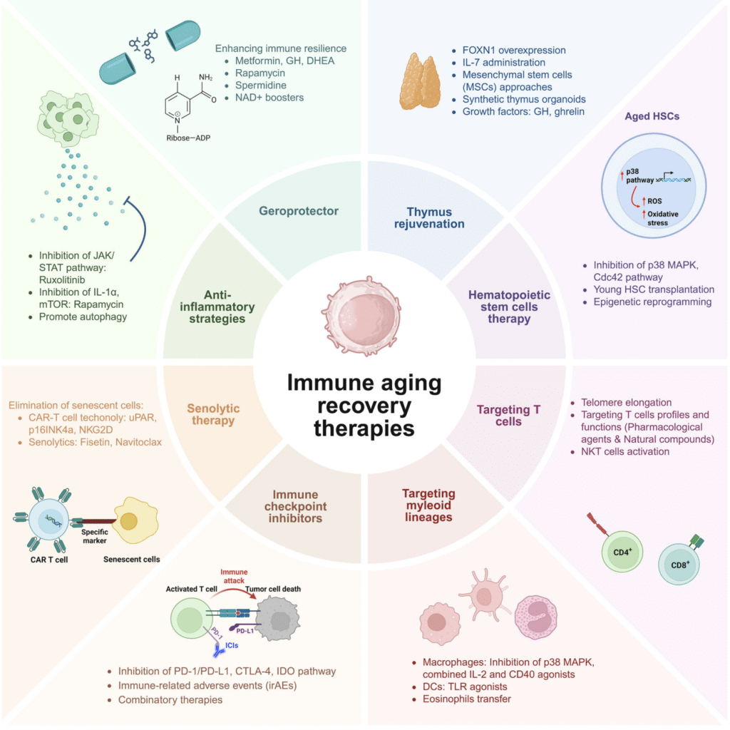 Diagram of immune aging recovery therapies, including thymus rejuvenation, stem cell therapy, senolytic approaches, anti-inflammatory strategies, and geroprotectors.