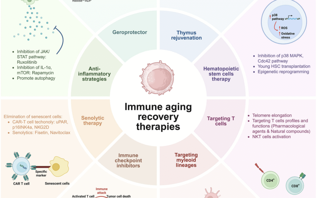 Diagram of immune aging recovery therapies, including thymus rejuvenation, stem cell therapy, senolytic approaches, anti-inflammatory strategies, and geroprotectors.