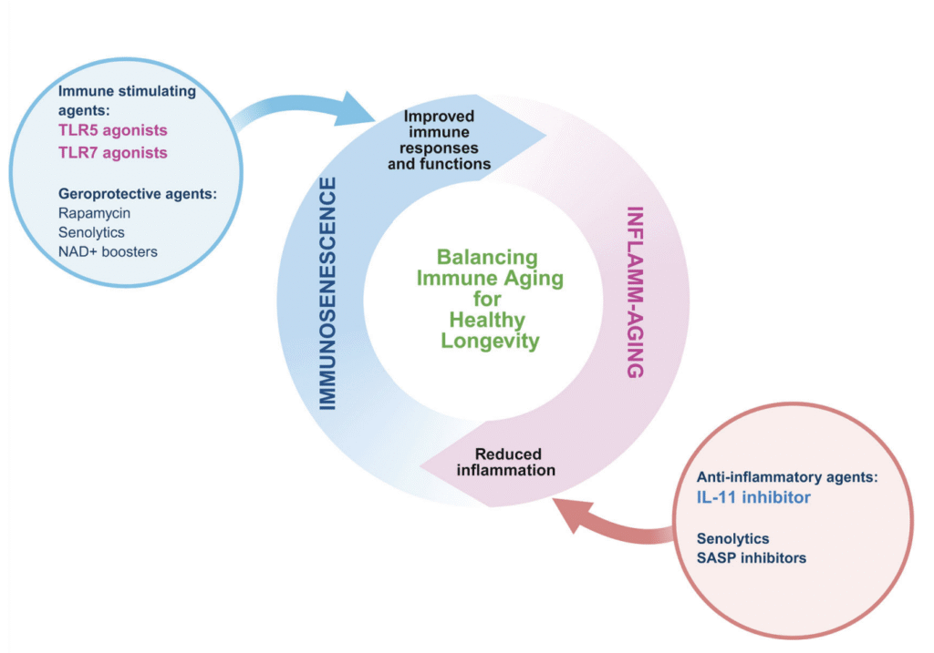Diagram showing the balance between inflammaging and immunosenescence, with therapies to reduce inflammation and enhance immune resilience for healthy longevity.
