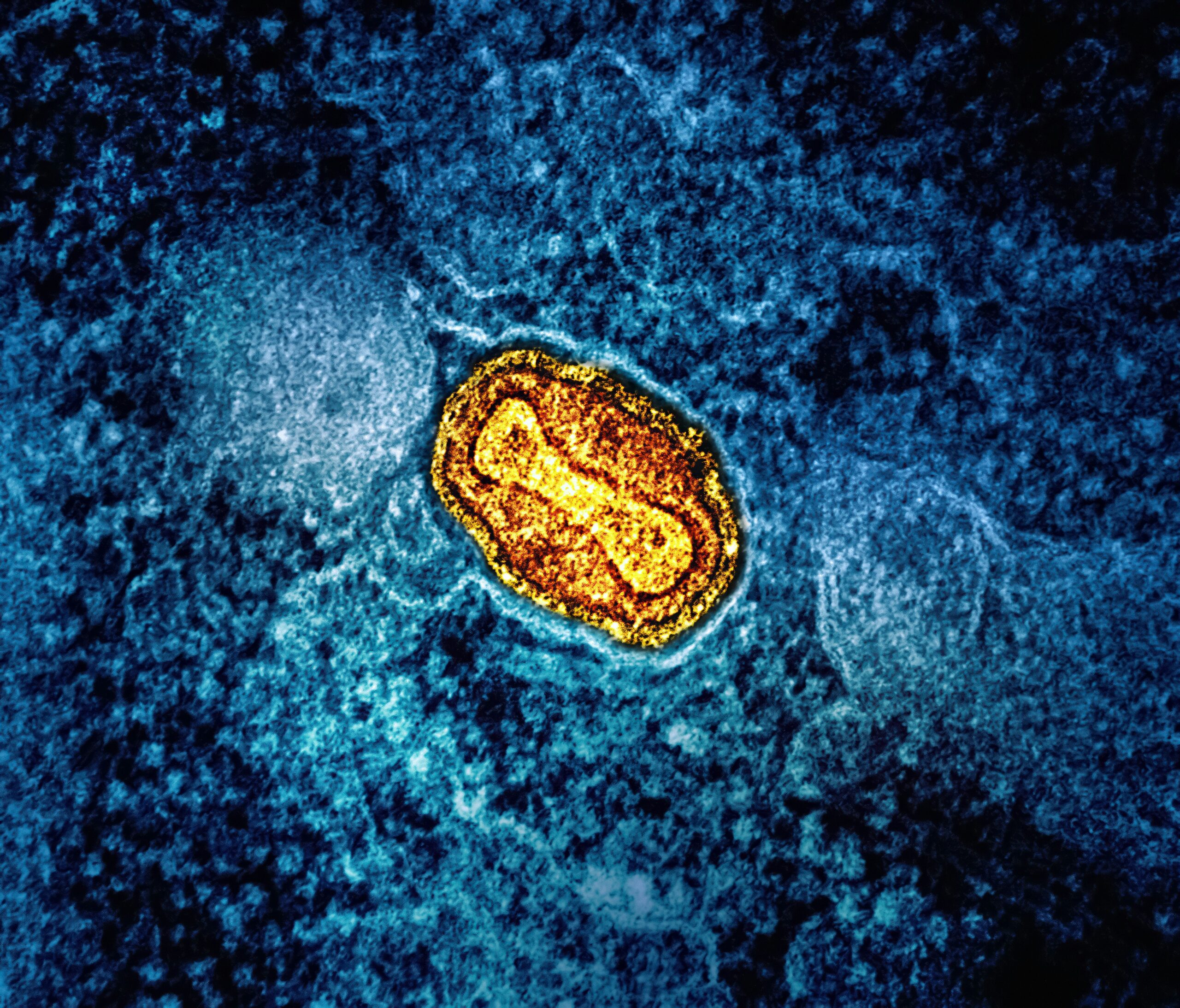 Microscopic view of mitochondria, the cell’s energy engines studied for cartilage regeneration